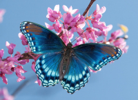 Набор алмазной вышивки РЫЖИЙ КОТ, Бабочка / ACF106
Набор алмазной вышивки РЫЖИЙ КОТ, Бабочка / ACF106