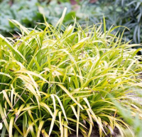 Саженец кустарника Красный клен, Ожика лесная Solar Flair
Саженец кустарника Красный клен, Ожика лесная Solar Flair