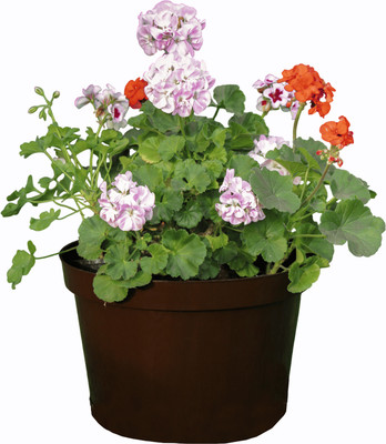 

Кашпо, Фикус 20 / 00253