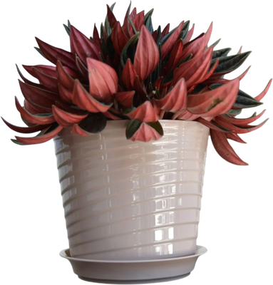 

Вазон, Фиалочница Верона D11