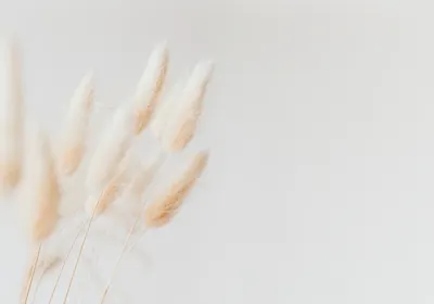 

Фотообои листовые, Цветы и Растения 235