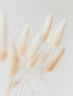 

Фотообои листовые, Цветы и Растения 235