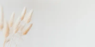 

Фотообои листовые, Цветы и Растения 235