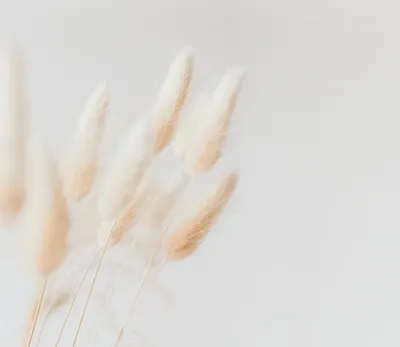 

Фотообои листовые, Цветы и Растения 235