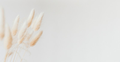 

Фотообои листовые, Цветы и Растения 235