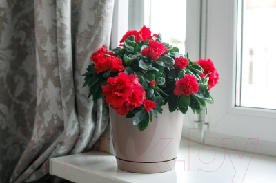 Изображение товара Кашпо Gardenplast Фрезия 2 (капучино)