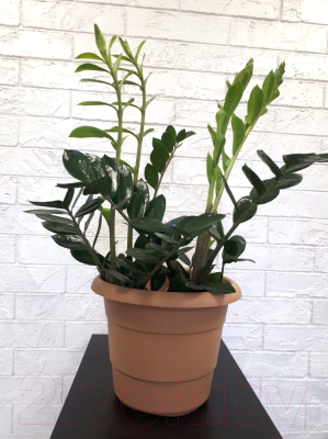 Изображение товара Кашпо Gardenplast Примула (карамель)