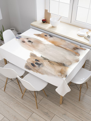 

Скатерть, Чихуахуа и болонки / tc_103486