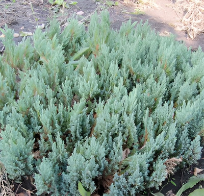 Саженец кустарника