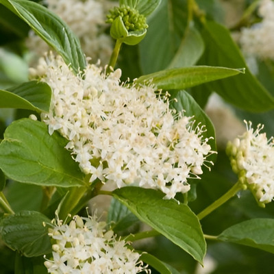 

Саженец кустарника, Дерен отпрысковый sericea Flaviramea
