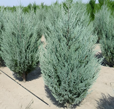 Саженец кустарника