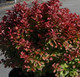 Саженец кустарника Красный клен Барбарис тунберга Red Compact (40-60см) - 