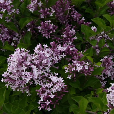Саженец кустарника Красный клен Сирень мейера Palibin