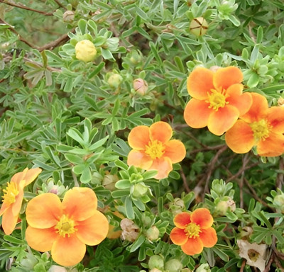 Саженец кустарника Красный клен Лапчатка кустарниковая Hopley's Orange