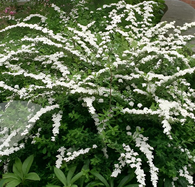 Саженец кустарника