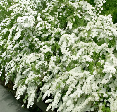 Саженец кустарника Красный клен Спирея серая Grefsheim