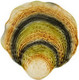 Блюдо Bordallo Pinheiro Oyster & Scallops / 65033050 - 