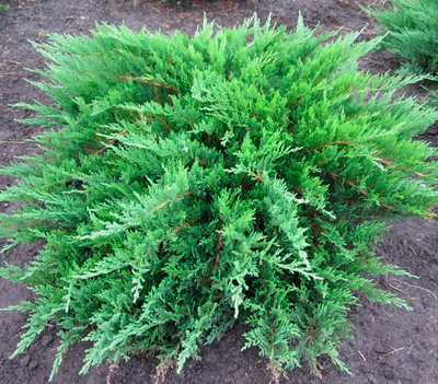 Саженец кустарника Красный клен Можжевельник казацкий Tamariscifolia