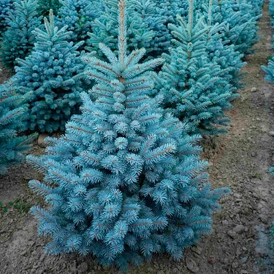 Саженец дерева Красный клен Ель колючая Super Blue Seedling