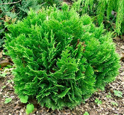 Саженец кустарника Красный клен Кипарисовик Лавсона Globosa