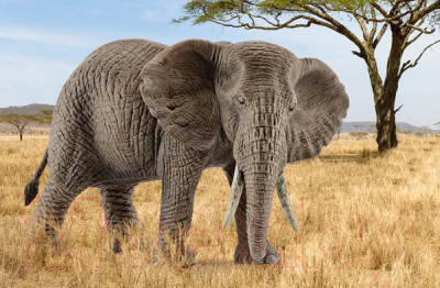 Фигурка коллекционная Schleich Африканский слон. Самка / 14761