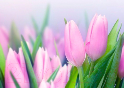 Фотообои листовые Vimala Весенние тюльпаны (280x300)