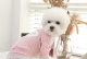 Миниатюра изображения товара Футболка для животных Pinkaholic Aviana / NARA-TS7304-MP-S (розовый)