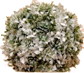 Искусственное растение Green Fly Самшит Невеста / СА-1-22