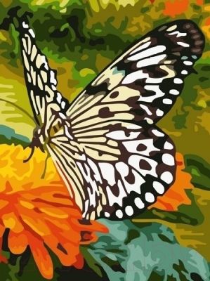 Картина по номерам Picasso Черно-белая бабочка (PC3040015)