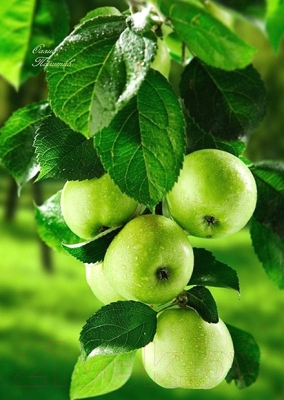 Набор алмазной вышивки Гранни Зеленые яблоки (Ag 208)