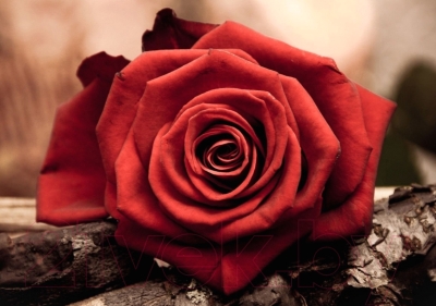 Набор алмазной вышивки Гранни Красная роза (Ag 4631)