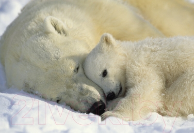 Фотообои листовые Komar Polar Bears 1-605 (184x127)