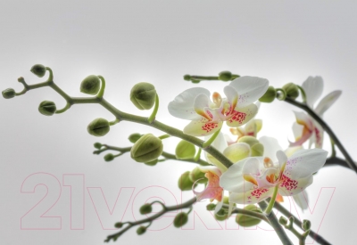 Фотообои листовые Komar Orchidee 1-608 (184x127)
