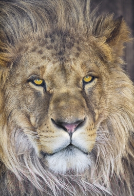 Фотообои листовые Komar Lion 1-619 (127x184)