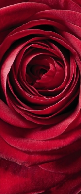 Фотообои листовые Komar Red Rose 2-1010 (92x220)