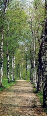 Фотообои листовые Komar Birch 2-1402 (97x220)
