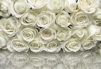 

Фотообои листовые Komar, A la Rose 8-314