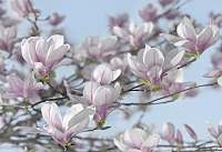 

Фотообои листовые Komar, Magnolia 8-738