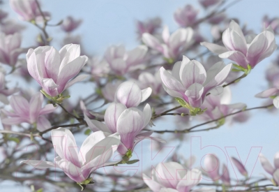 Фотообои листовые Komar Magnolia 8-738 (368x254)