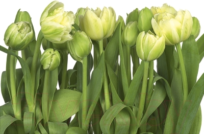 Фотообои листовые Komar Tulips 8-900 (368x254)