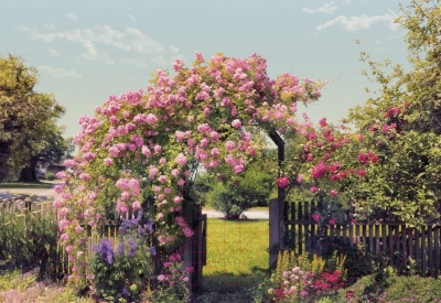 Фотообои листовые Komar Rose Garden 8-936 (368x254)