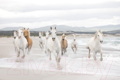 Фотообои листовые Komar White Horses 8-986 (368x254)