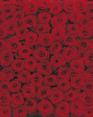 Фотообои листовые Komar Roses 4-077 (194x270)