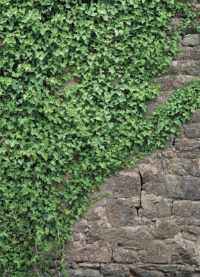 Фотообои листовые Komar Ivy 4-324 (184x254)