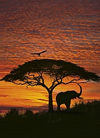 

Фотообои листовые Komar, African Sunset 4-501