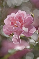 

Фотообои листовые Komar, Bouquet 4-713