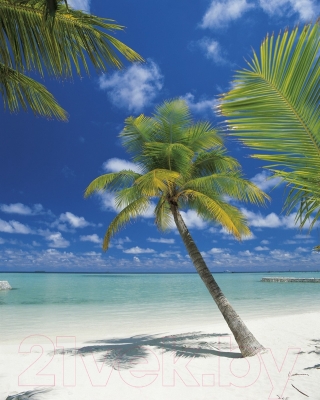 Фотообои листовые Komar Ari Atoll 4-883 (184x254)