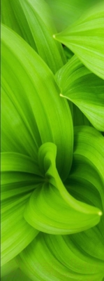 Фотообои листовые GreenBerry Свежесть 113 (103x270)