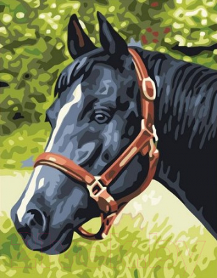 Картина по номерам Picasso Лошадь №4 (PC3040012)