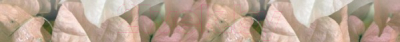 Бордюр Beryoza Ceramica Фрезия Магнолия розовая (500x54)